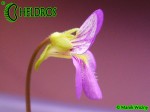 Pinguicula JOHANNA