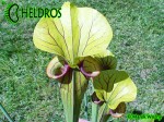 MK F88 Sarracenia Flava var. ornata, Solid red throat with diffused veins around neck, Apalachicola National Forest, FL W,PW