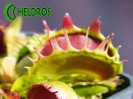 Dionaea Muscipula Muchołówka FUSED TOOTH