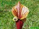 MK F47	Sarracenia Flava var. ornata  Heavy veined, red lid. Plant turns all red later in season