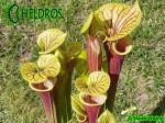 RvL-FL09 Kapturnica Sarracenia Flava var. ornata heavy veined PWilson F38