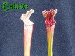 KAPTURNICA SARRACENIA x STEVENSII
