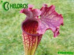 MK H58 Sarracenia Hybrid from same batch of seedlings that raised S x Judith Hindle