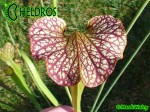 MK H9 Sarracenia x moorei  Sarracenia Nurseries large moorei