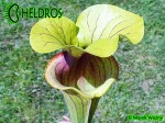 MK F88 Sarracenia Flava var. ornata, Solid red throat with diffused veins around neck, Apalachicola National Forest, FL W,PW