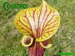 RvL-FL09 Kapturnica Sarracenia Flava var. ornata heavy veined PWilson F38
