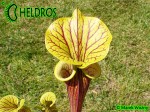 RvL-FL09 Kapturnica Sarracenia Flava var. ornata heavy veined PWilson F38