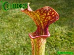 MK H62 Kapturnica Sarracenia x moorei. Large red veined pitchers to more than 1m tall. Mark Wesson