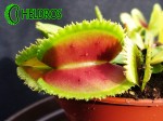 Dionaea Muscipula Muchołówka BRISTLE TOOTH