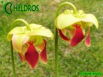 MK H126 Sarracenia x Dino Almacolle rubra subsp. jonesii x minor var. okefenokeensis Furio Ersetti, 2004