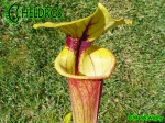 MK F97 Sarracenia Flava var. rubricorpora, Giant red tube, Apalachicola National Forest, FL W,F14,JA