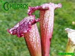 SX82 Kapturnica Sarracenia x Pink Thing, AS SX82