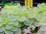 TŁUSTOSZ PINGUICULA JAUMAVENSIS