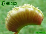 Muchołówka Dionaea Muscipula SUNRISE