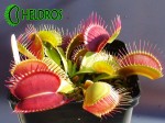 Dionaea Muscipula MUCHOŁÓWKA GIANT TRAP.