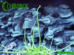 Pinguicula Tłustosz Heterophylla La Cienega
