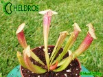 KAPTURNICA SARRACENIA x EVA
