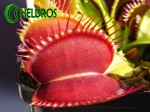 Dionaea Muscipula MUCHOŁÓWKA GIANT TRAP.