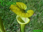 MK F38	Sarracenia Flava var. ornata,PM Heavily veined, Gulf Coast.