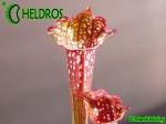 Sarracenia LADIES IN WAITING