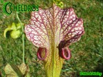 MK H9 Sarracenia x moorei  Sarracenia Nurseries large moorei
