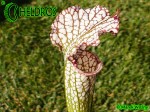 MK H94 Sarracenia x excellens x leucophylla. Large white pitchers, like an very stocky, wide leucophylla.