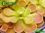 Tłustosz Pinguicula spec. El Mirador