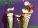 MK H10 Sarracenia x Lynda Butt. Adrian Slacks best hybrid.