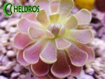 Tłustosz Pinguicula DEBBERTIANA