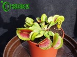 Dionaea Muscipula Muchołówka BRISTLE TOOTH