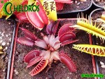 Dionaea Muscipula muchołówka PINK VENUS