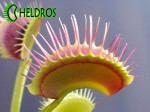 Dionaea Muscipula Muchołówka G14 Dirk Venthams Giant