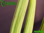 MK L7 Sarracenia Leucophylla Pubescent form,Perdido, AL.,WAH. Pitchers feel furry due microscopic hairs over the external surface.