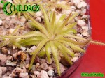 Tłustosz Pinguicula Gypsicola Bueno Vista