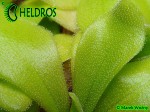Pinguicula Tłustosz Colimensis