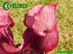 Kapturnica Sarracenia Purpurea subsp. Venosa - All Red Form