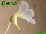 Tłustosz Pinguicula mirandae - south of Tehuacan, Oaxaca, Mexico, 1802 m