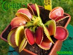 Dionaea Muscipula Muchołówka GREEN WIZARD