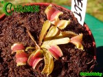 Dionaea Muscipula Muchołówka Umgekrempelt