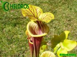 RvL-FL09 Kapturnica Sarracenia Flava var. ornata heavy veined PWilson F38