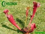 Kapturnica SARRACENIA x SMOORIE