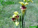 MK F88 Sarracenia Flava var. ornata, Solid red throat with diffused veins around neck, Apalachicola National Forest, FL W,PW