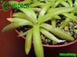 Pinguicula agnata x gypsicola Kay Leistner cross