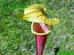 MK H26 Kapturnica Sarracenia flava Red tube x alata Red All red,SM
