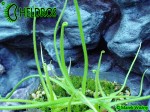 Pinguicula Tłustosz Heterophylla La Cienega