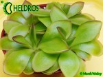Tłustosz Pinguicula moranensis f. orchidioides