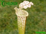 Sarracenia Leucophylla, Adrian Slack clone