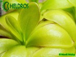 Tłustosz pinguicula ibarrae