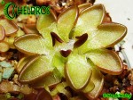 Tłustosz pinguicula Nivalis