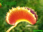 Muchołówka Dionaea Muscipula SUNRISE